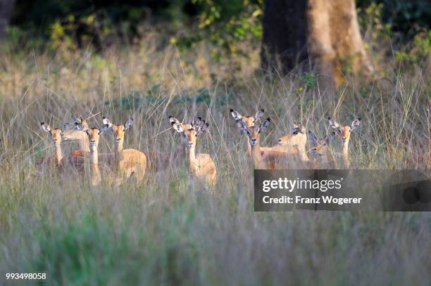 impalas (aepyceros melampus) herd, females with young, south luangwa national park, zambia - south luangwa national park stockfoto's en -beelden