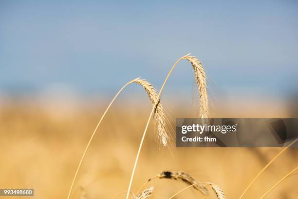 wheat field - low angle view of wheat growing on field against sky fotografías e imágenes de stock