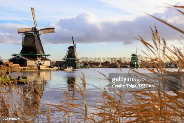 molino de viento en zaanse schans, países bajos - molinos de zaandam fotografías e imágenes de stock