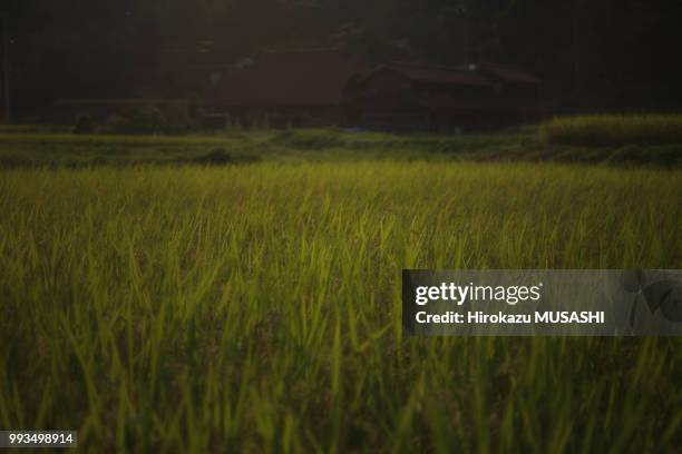 2,810 Musashi Stock Photos, High-Res Pictures, and Images - Getty Images