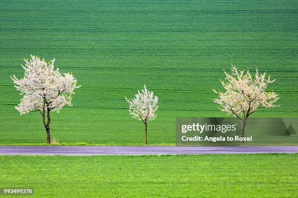 blossoming cherry trees on a country road, ruehler schweiz, bodenwerder, vogler, weser uplands, lower saxony, germany - schweiz 個照片及圖片檔