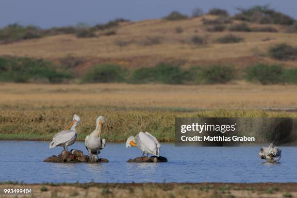 dalmatian pelican (pelecanus crispus), little rann of kutch, gujarat, india - rann of kutch stock pictures, royalty-free photos & images