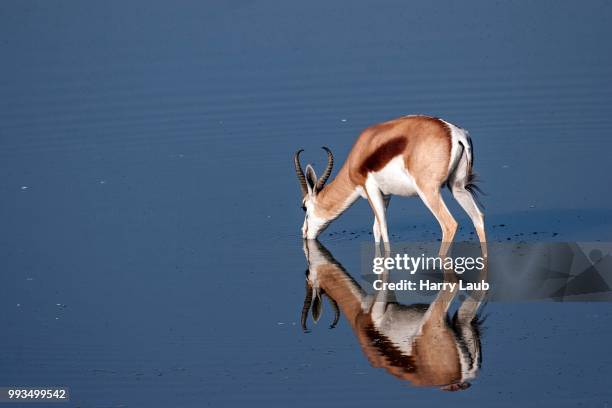 springbok (antidorcas marsupialis) at the waterhole of the okaukuejo camp, etosha national pa, namibia - kunene region stock pictures, royalty-free photos & images