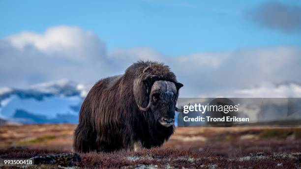 muskox dovre mountain - musk ox stock pictures, royalty-free photos & images