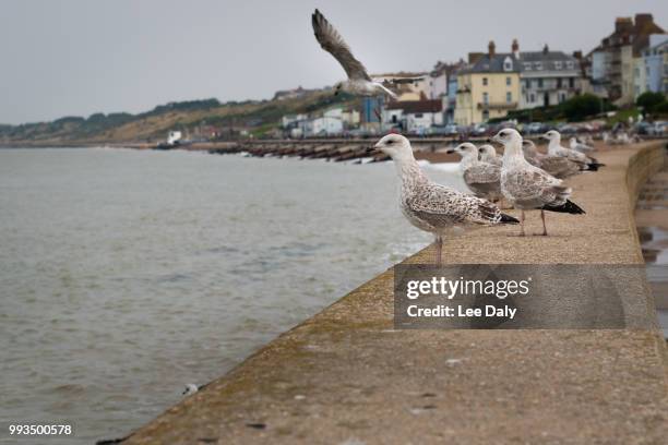 herring gulls herne bay - herne bay stock pictures, royalty-free photos & images