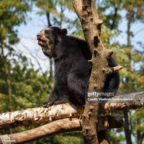 andean bear - omnívoro fotografías e imágenes de stock