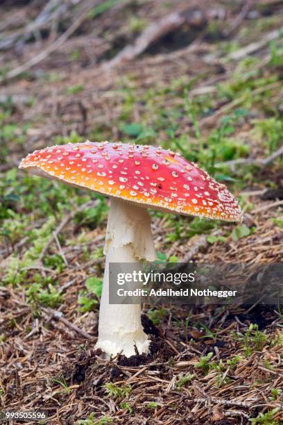 fly agaric (amanita muscaria), tyrol, austria - agaricales stock pictures, royalty-free photos & images