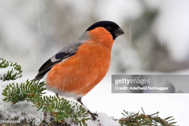 eurasian bullfinch (pyrrhula pyrrhula), tyrol, austria - eurasian bullfinch stock pictures, royalty-free photos & images