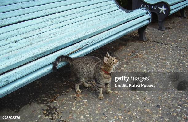 Kitty Reed Actor 3,804 Kitty Actor Stock Photos, High-Res Pictures, and Images - Getty ...