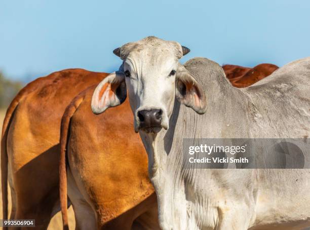 beef cattle - beef cattle stock pictures, royalty-free photos & images