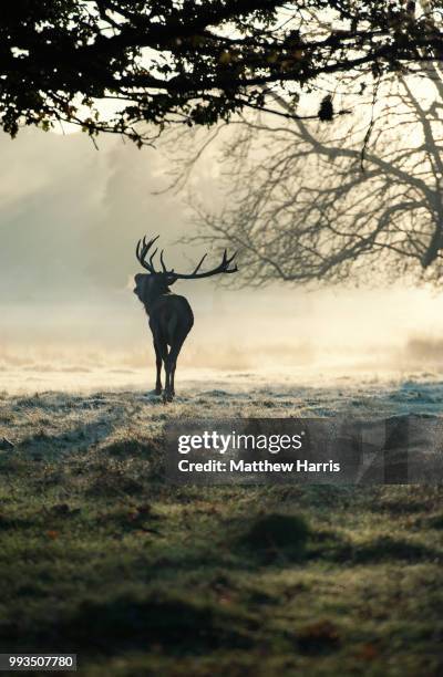 richmond park - richmond park 個照片及圖片檔