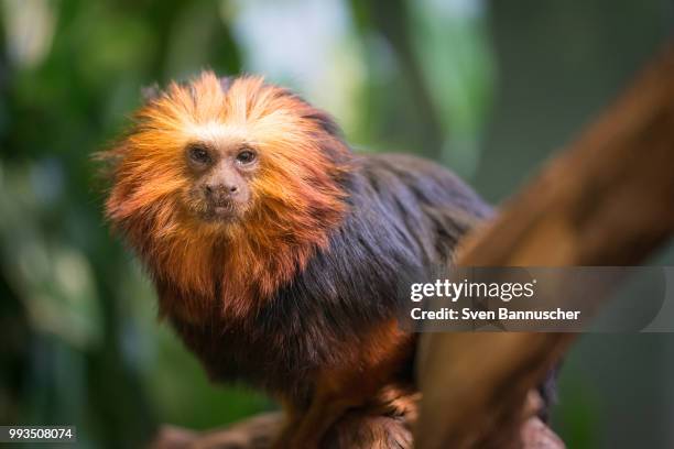 lion tamarin monkey - lion tamarin stock-fotos und bilder