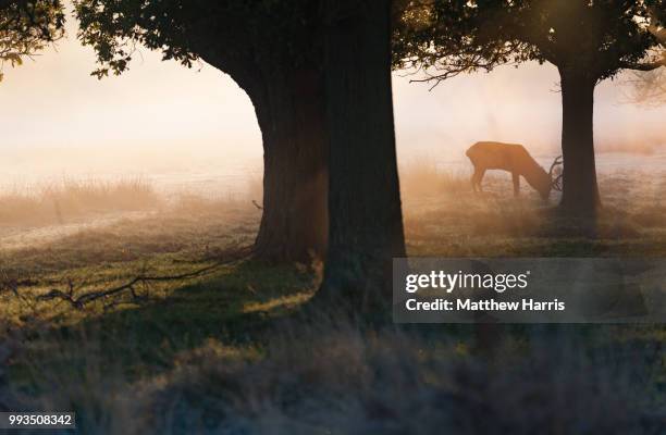 richmond park - richmond park 個照片及圖片檔