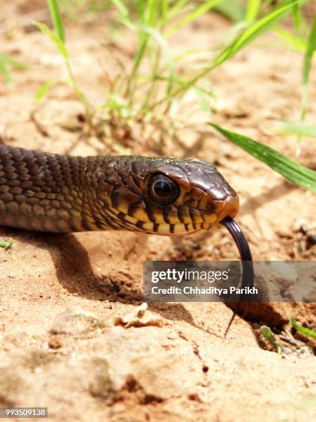 indian rat snake - indian python stock-fotos und bilder