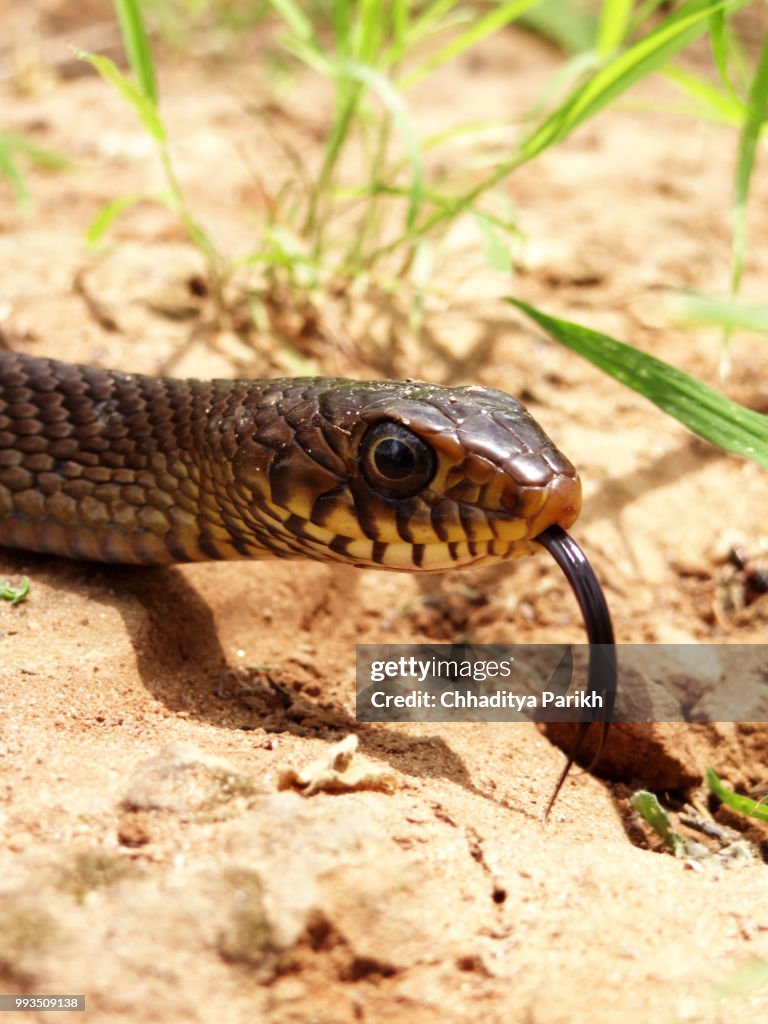 Indian Rat Snake