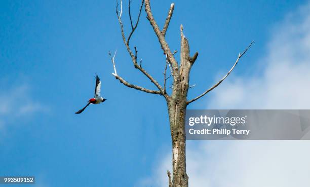 redheaded woodpecker diving - terry woods stock pictures, royalty-free photos & images