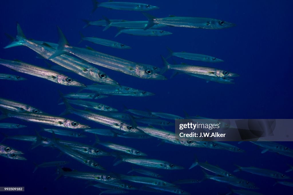 School of Sharpfin Barracuda (Sphyraena helleri), Palau
