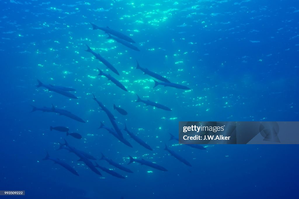 School of Sharpfin Barracuda (Sphyraena helleri), Palau