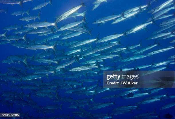 school of blackfin barracuda (sphyraena qenie), palau - sphyraena qenie stock pictures, royalty-free photos & images