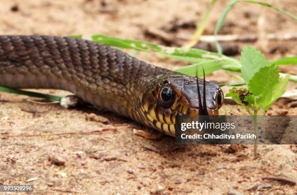 indian rat snake - rat snake stock pictures, royalty-free photos & images