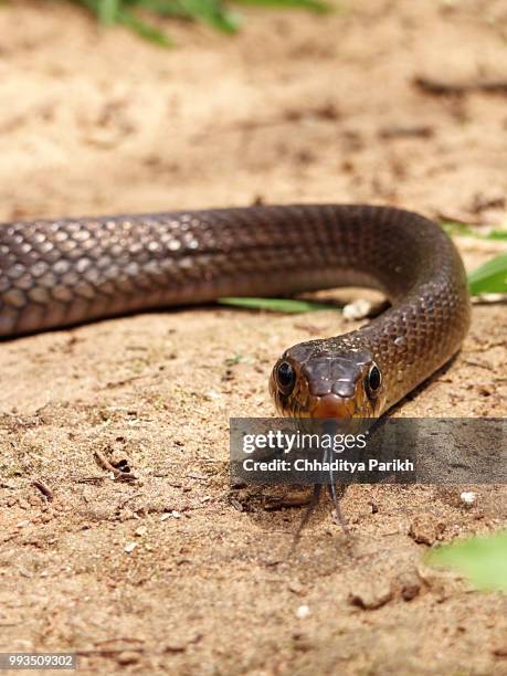 indian rat snake - rat snake stock pictures, royalty-free photos & images