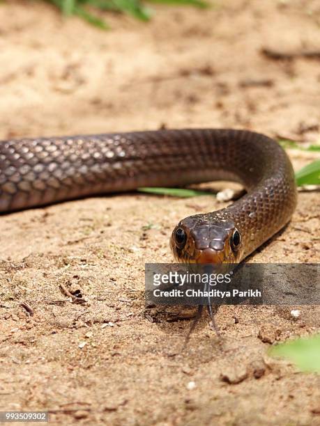 indian rat snake - indian python 個照片及圖片檔