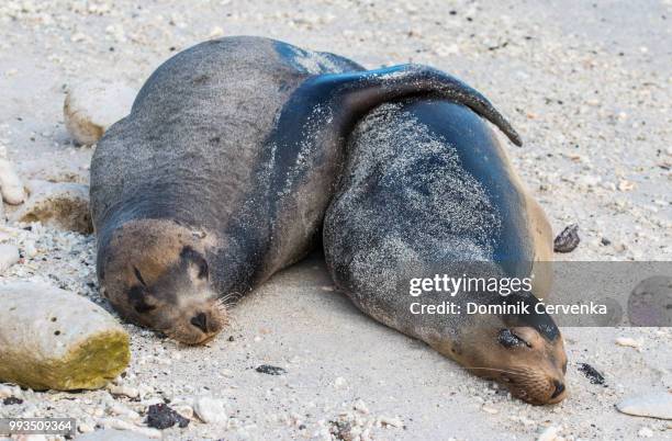 the animal love - northern elephant seal stock pictures, royalty-free photos & images