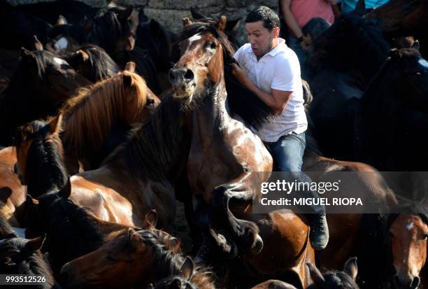 An "aloitador" struggles with a wild horse in the "curro" during the "Rapa Das Bestas" traditional event in the Spanish northwestern village of...