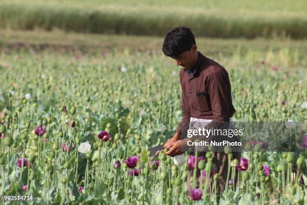 Farmers are collecting poppy crop in Argo district of Badakhshan province in the northeast of Afghanistan on 7 July 2018. In the past years, the...