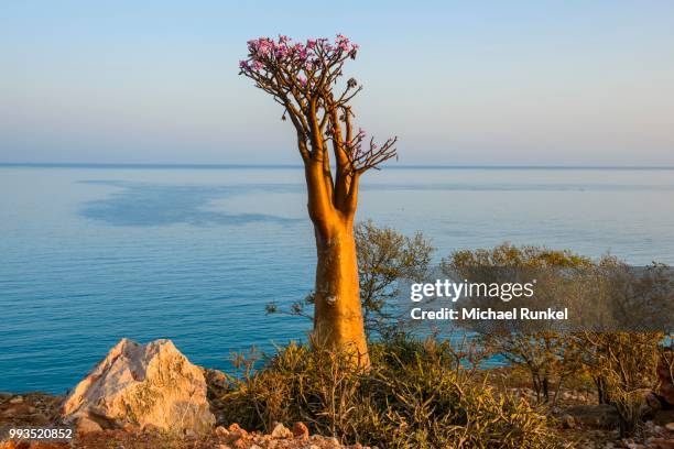 bottle tree (adenium obesum) in bloom, endemic species, socotra, yemen - baobab flor fotografías e imágenes de stock