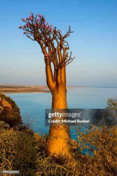 bottle tree (adenium obesum) in bloom, endemic species, socotra, yemen - adenium obesum ストックフォトと画像