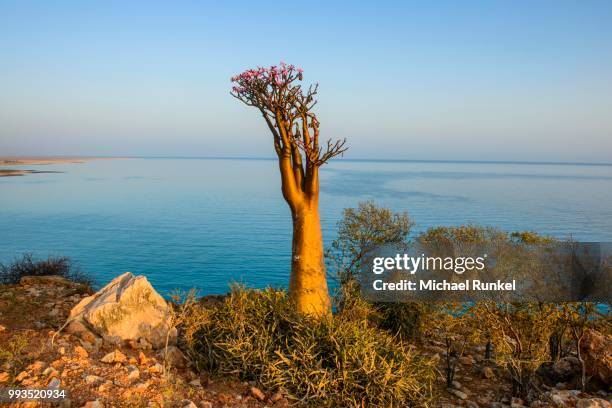 bottle tree (adenium obesum) in bloom, endemic species, socotra, yemen - adenium obesum stock pictures, royalty-free photos & images