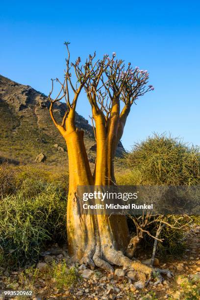 bottle tree (adenium obesum) in bloom, endemic species, socotra, yemen - adenium stockfoto's en -beelden