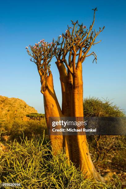 bottle tree (adenium obesum) in bloom, endemic species, socotra, yemen - adenium obesum ストックフォトと画像