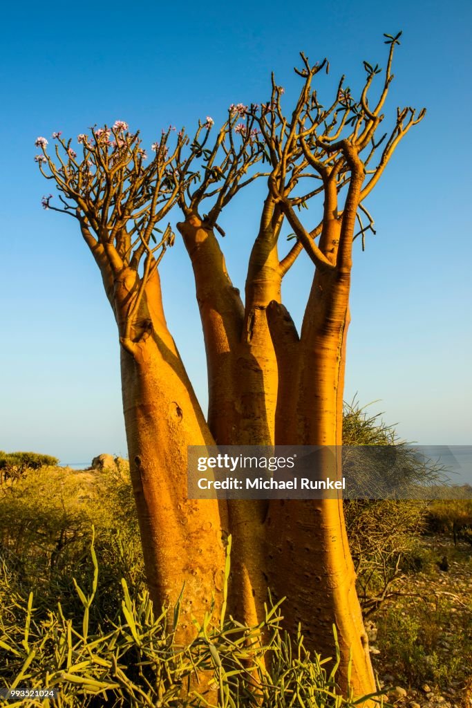 Bottle Tree (Adenium obesum) in bloom, endemic species, Socotra, Yemen