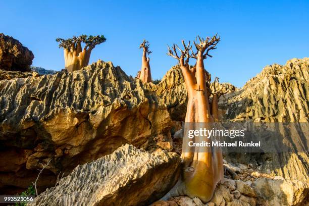 bottle trees (adenium obesum) in bloom, endemic species, socotra, yemen - baobab flor fotografías e imágenes de stock