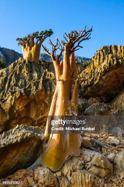 bottle trees (adenium obesum) in bloom, endemic species, socotra, yemen - kaasjeskruidfamilie stockfoto's en -beelden