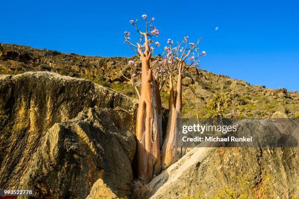 bottle tree (adenium obesum) in bloom, endemic species, socotra, yemen - adenium obesum stock pictures, royalty-free photos & images