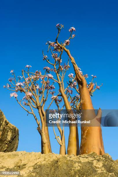 bottle tree (adenium obesum) in bloom, endemic species, socotra, yemen - adenium obesum stock-fotos und bilder