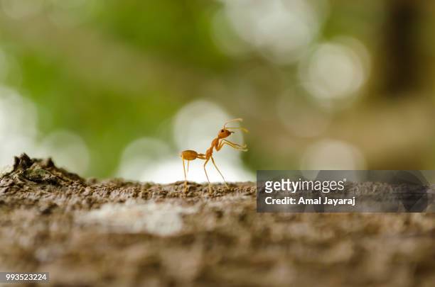 life in macro ! - amal stock pictures, royalty-free photos & images
