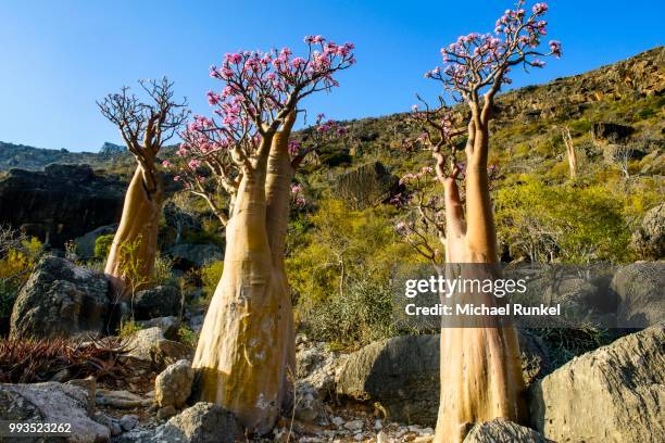 bottle trees (adenium obesum) in bloom, endemic species, socotra, yemen - adenium obesum ストックフォトと画像