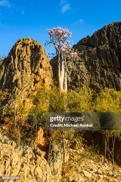 bottle tree (adenium obesum) in bloom, endemic species, socotra, yemen - adenium obesum stock-fotos und bilder