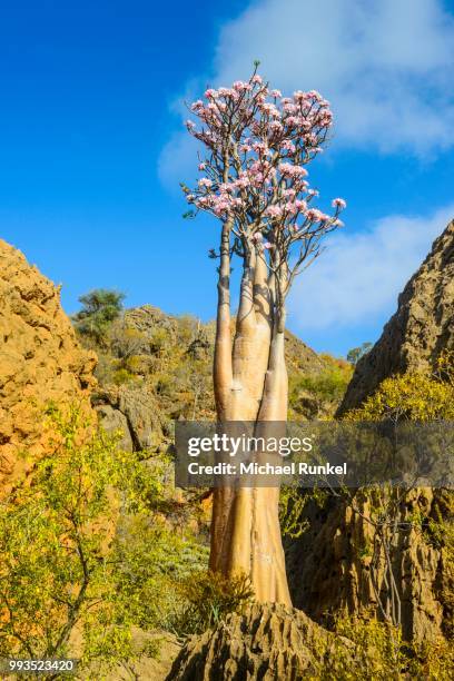 bottle tree (adenium obesum) in bloom, endemic species, socotra, yemen - kaasjeskruidfamilie stockfoto's en -beelden
