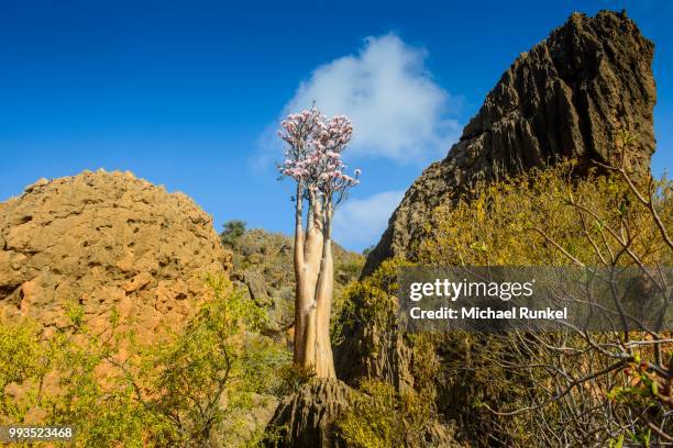 bottle tree (adenium obesum) in bloom, endemic species, socotra, yemen - adenium obesum stock-fotos und bilder