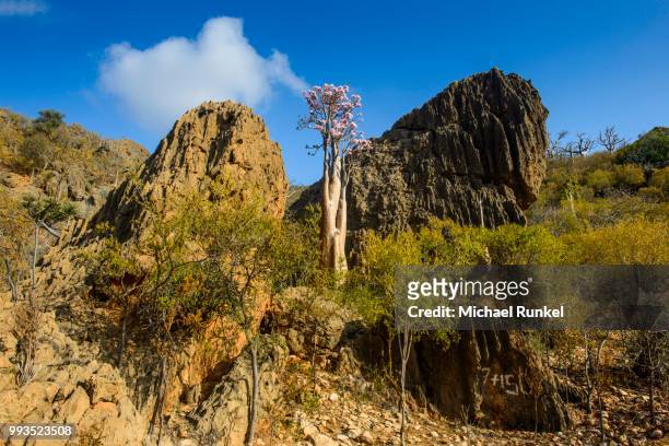 bottle tree (adenium obesum) in bloom, endemic species, socotra, yemen - adenium obesum stock pictures, royalty-free photos & images