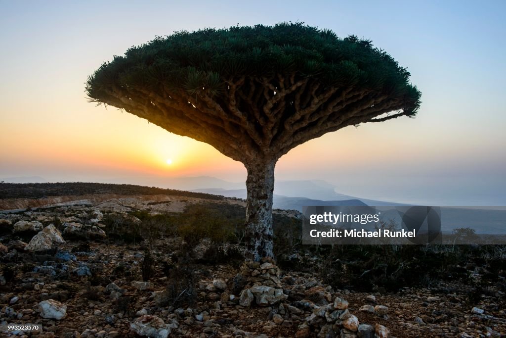 Socotra Dragon Tree or Dragon Blood Tree (Dracaena cinnabari), Dixsam plateau, Socotra, Yemen