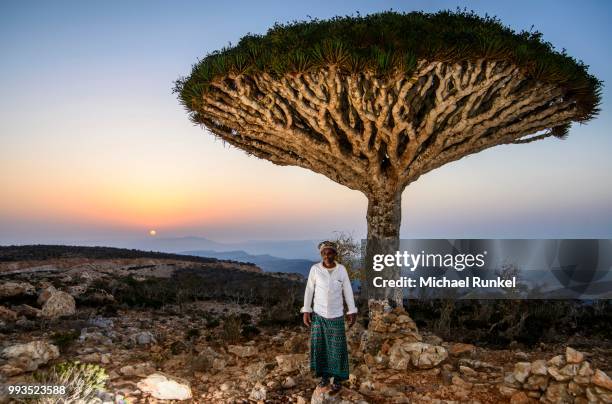 yemenite man standing in front of a socotra dragon tree or dragon blood tree (dracaena cinnabari), dixsam plateau, socotra, yemen - dragon blood tree stock pictures, royalty-free photos & images