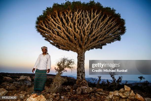 yemenite man standing in front of a socotra dragon tree or dragon blood tree (dracaena cinnabari), dixsam plateau, socotra, yemen - dragon blood tree stock pictures, royalty-free photos & images