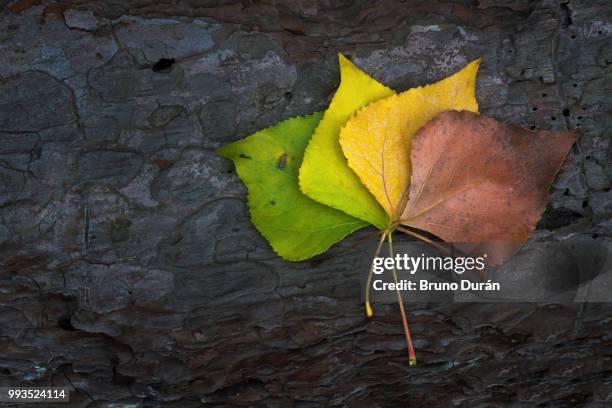 rainbow leaf - rainbow forrest abstract bildbanksfoton och bilder