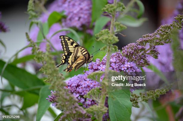 schmetterling (schwalbenschwanz) - schmetterling stock pictures, royalty-free photos & images